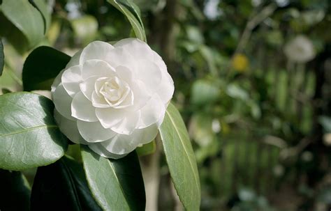 chanel camellia alba.